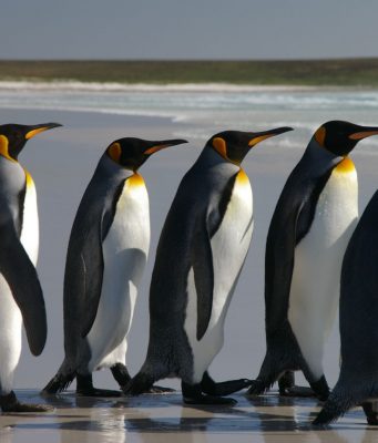 penguins